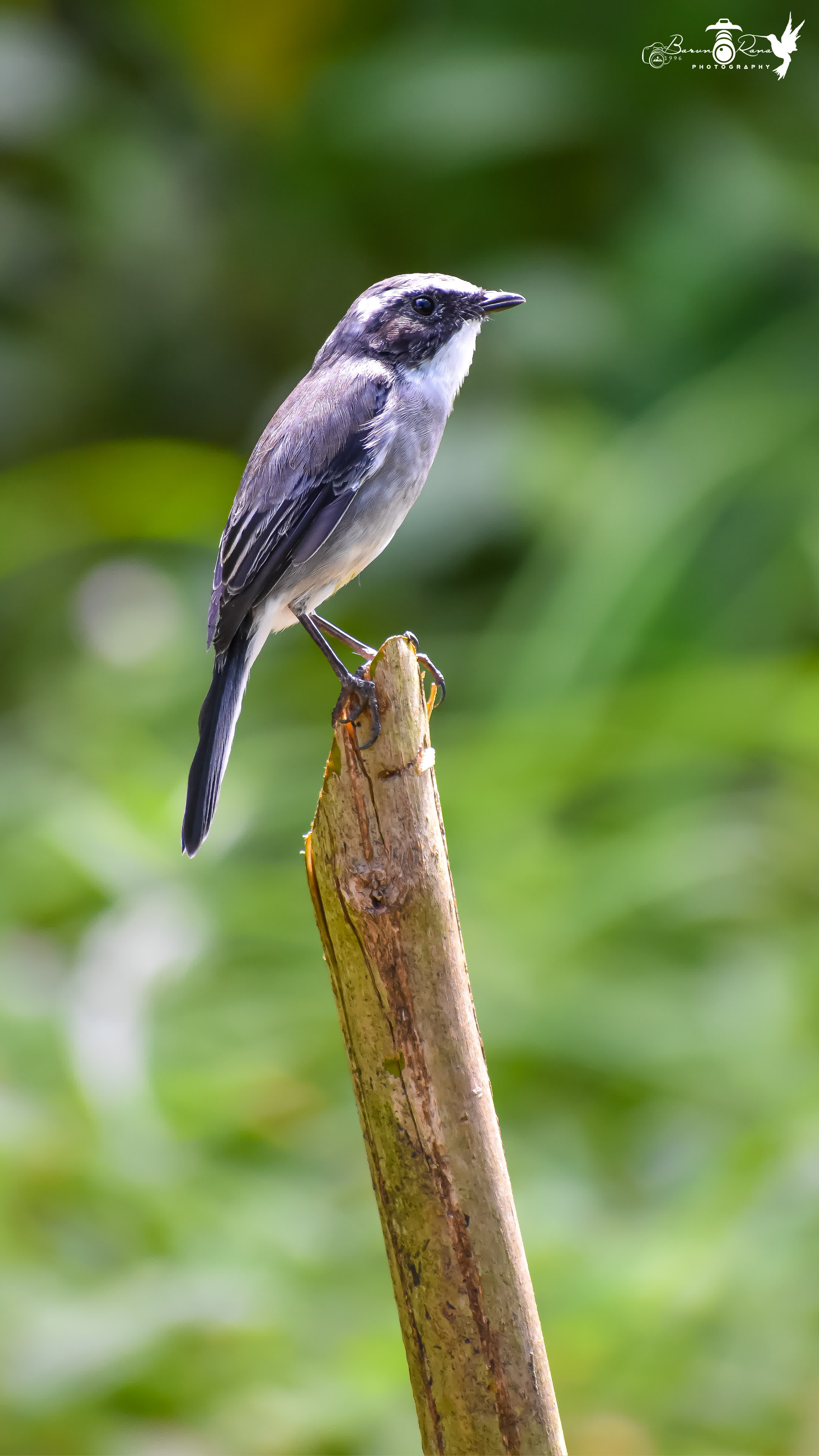 Grey Bush Chat